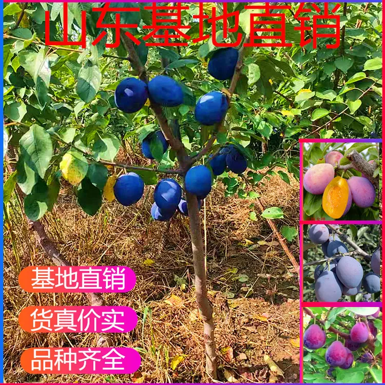 西梅树树苗果树嫁接西梅李子树苗特大盆栽地栽当年结果南北方种植