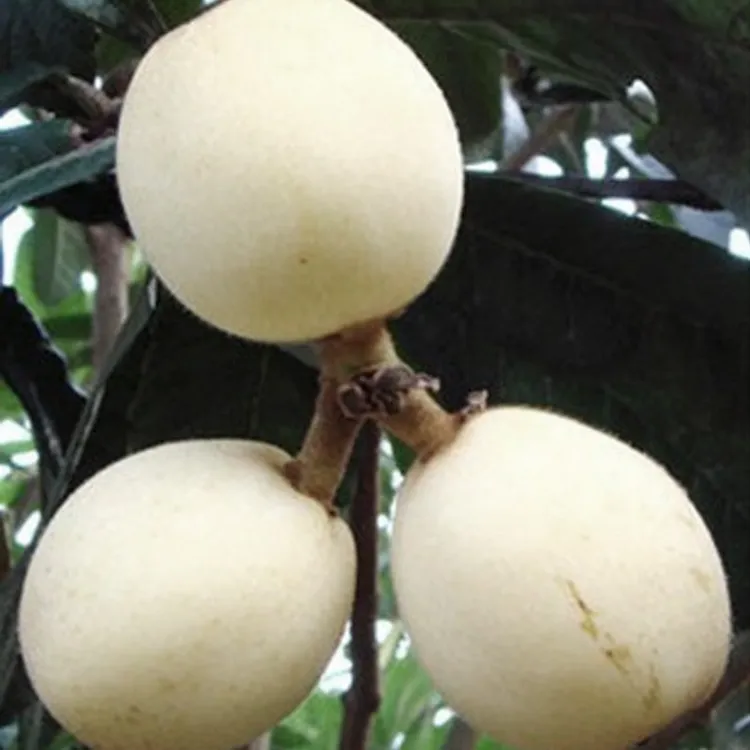 白玉白肉枇杷苗南北方种植四季盆栽地栽大五星嫁接果树苖当年结果