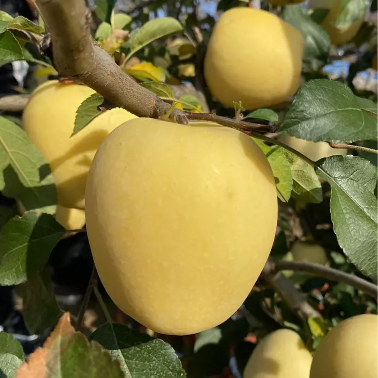 黄金维纳斯苹果树苗