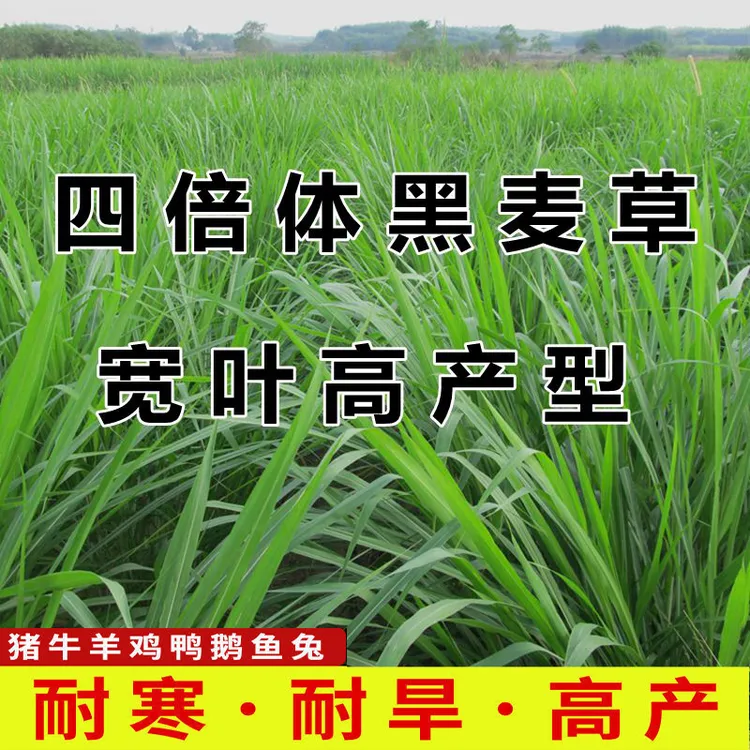 高产种子四倍体黑麦草秋播宽叶黑麦草种营养丰富柔嫩多汁分蘖力强