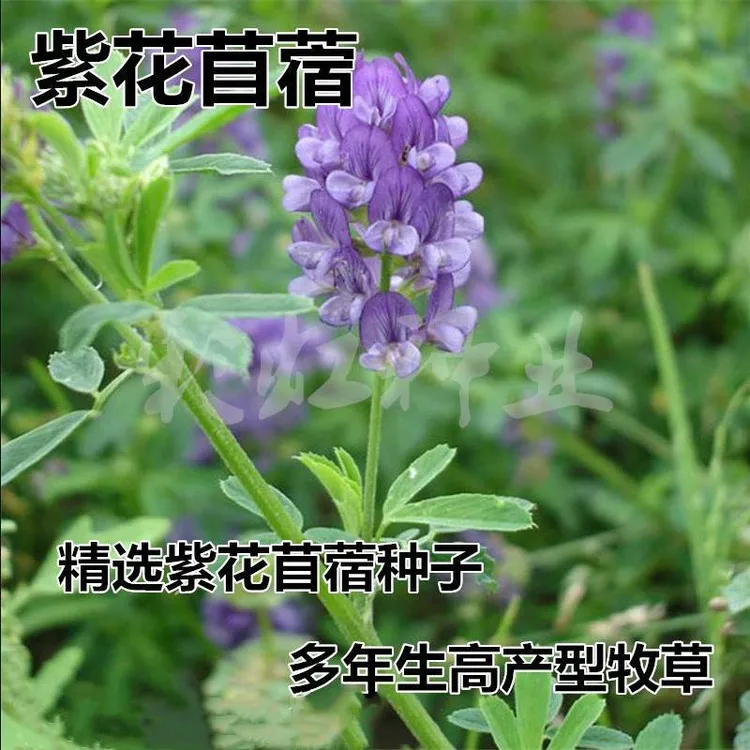 紫花苜蓿种子猪牛羊兔鸡鸭鹅多年生四季养殖牧草苜蓿草籽鱼草种籽