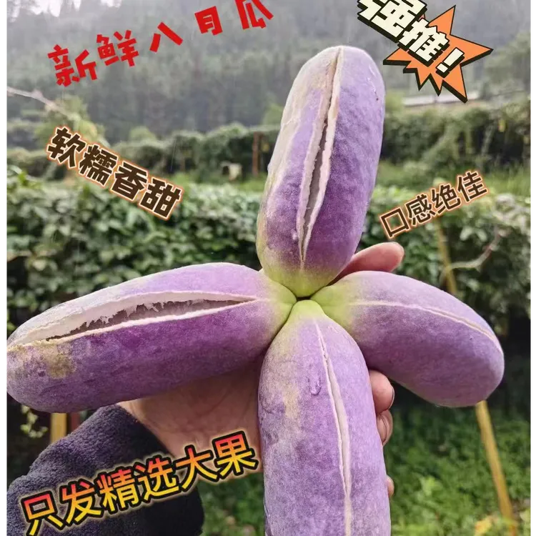 新鲜水果八月瓜八月炸网红水果软糯香甜，现摘现发5斤包邮