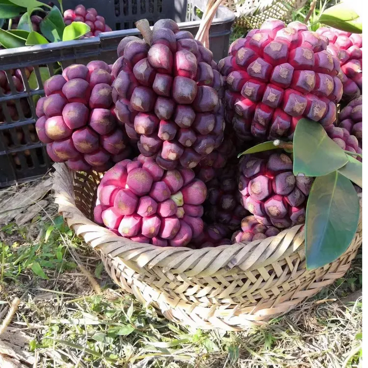 自家种植大血藤，黑老虎，布福娜，冷饭团甘香清甜广东新鲜水果