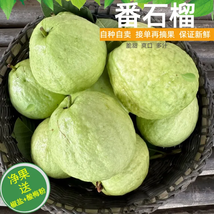 长寿之乡农家种植白心番石榴脆甜口感新鲜采摘老树芭乐水果3斤5斤