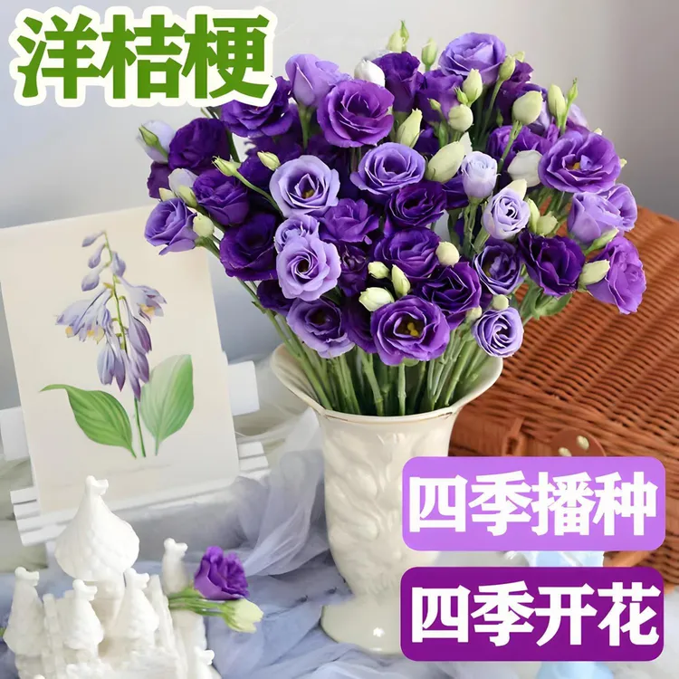 洋桔梗花种籽子四季种植室内外庭院易活四季开花植物盆栽花种籽子