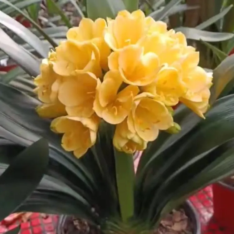 君子兰异花黄佛手精品苗#君子兰异花黄佛手精品苗绿植茶室东方
