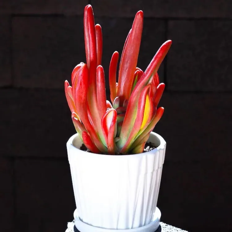 火狐狸桌面办公室植物多肉老桩办公室巨大春季绿植花卉打工人好物