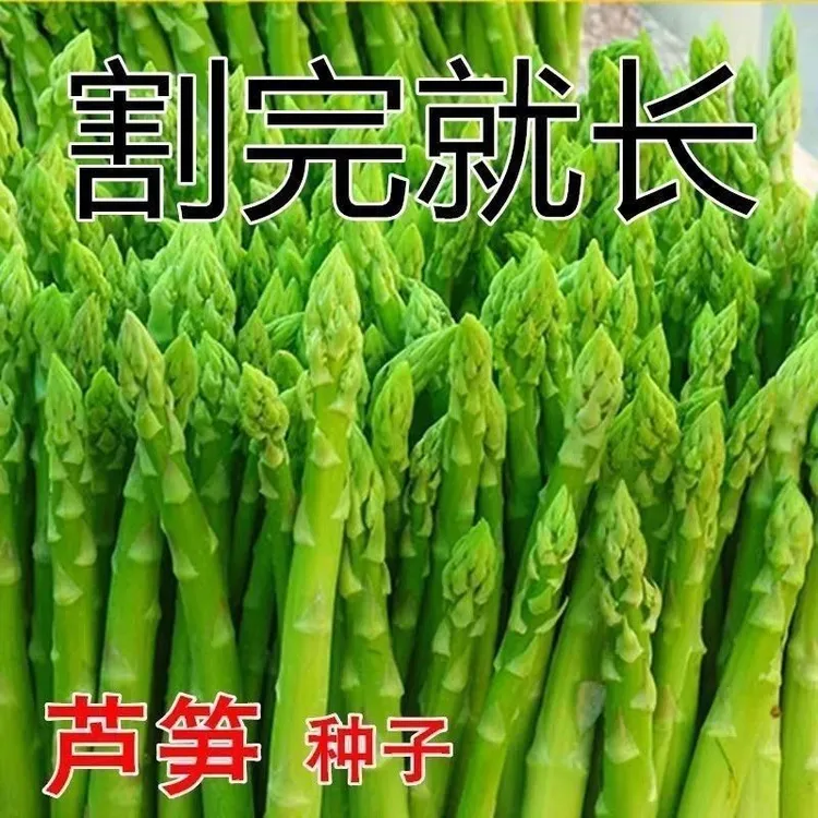 【满5包包邮】芦笋种子四季种植蔬菜之王进口绿芦笋种蔬菜种子大全