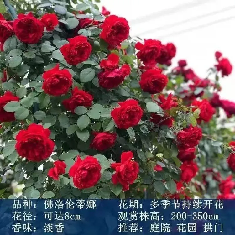 佛罗伦蒂娜月季佛罗伦萨爬藤大花多头开花正红色花园耐寒庭院盆栽