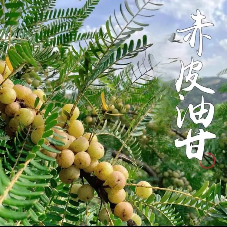 潮汕特产赤皮甜种油甘柿饼甜油甘橄榄果余甘果回甘滇柑牛甘果原味