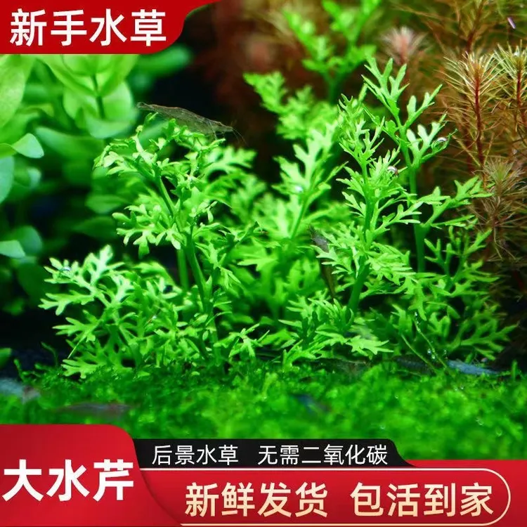 生态水草水芹增氧造景水草鱼缸专用水草鱼缸漂浮水草鱼缸造景植物