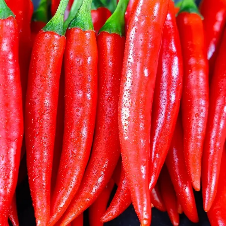 朝天椒小米辣椒小红辣椒籽种香辣美人椒红色朝天椒小红辣椒种子