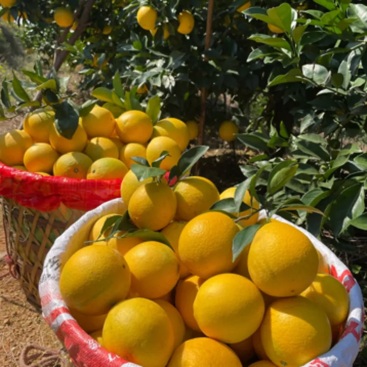 赣南脐橙新鲜多汁甜橙子水果皮薄肉厚果园直发