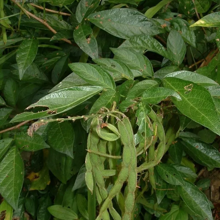 饿蚂蝗疳积草小槐花粘衣草黏人草山蚂蝗叶草豆科中草活树苗植物