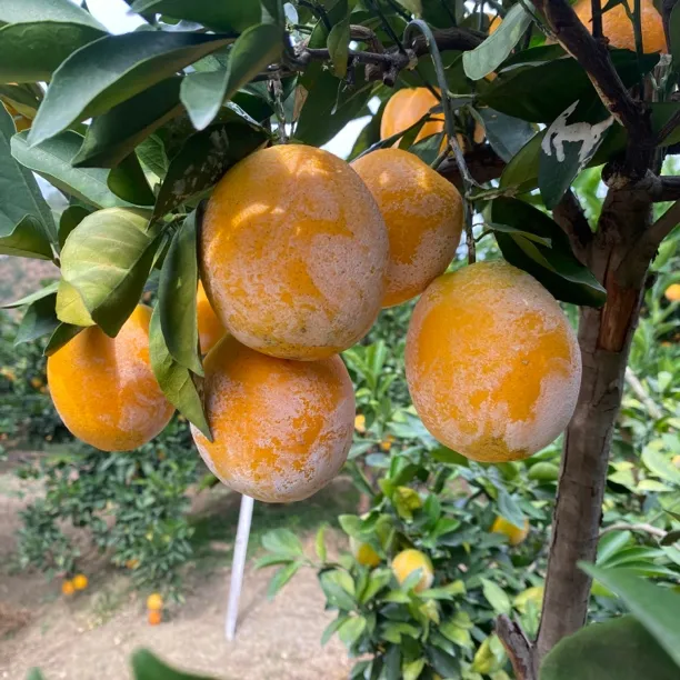 江西赣南脐橙新鲜脐橙水果甜橙赣南特产脐橙纯甜爆汁现摘10斤装