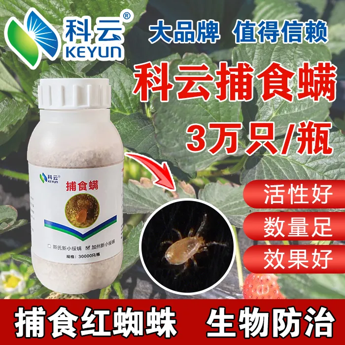 科云加州捕食螨天敌生物防治草莓红蜘蛛月季蔬菜绿色防虫无公害