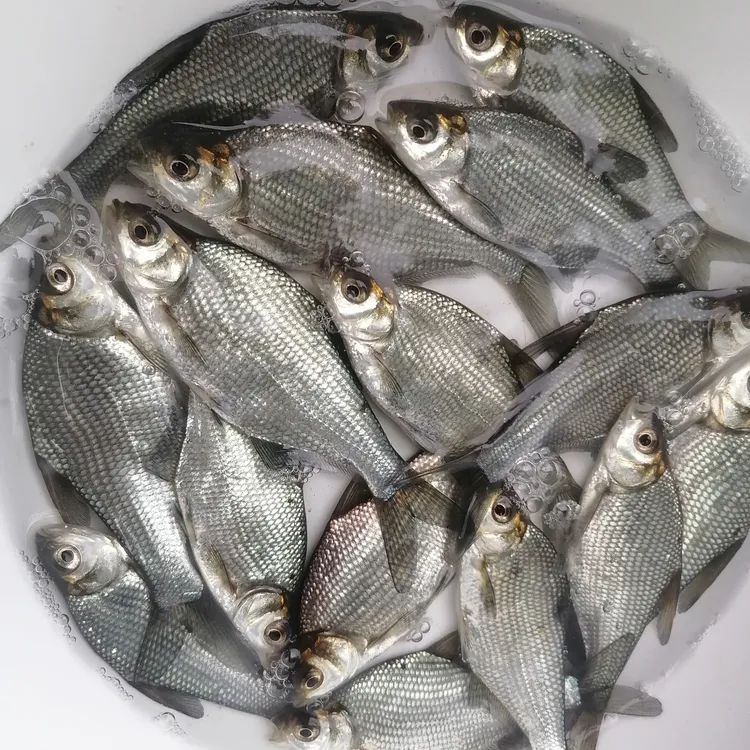 武昌鱼鳊鱼团头鲂水族活体