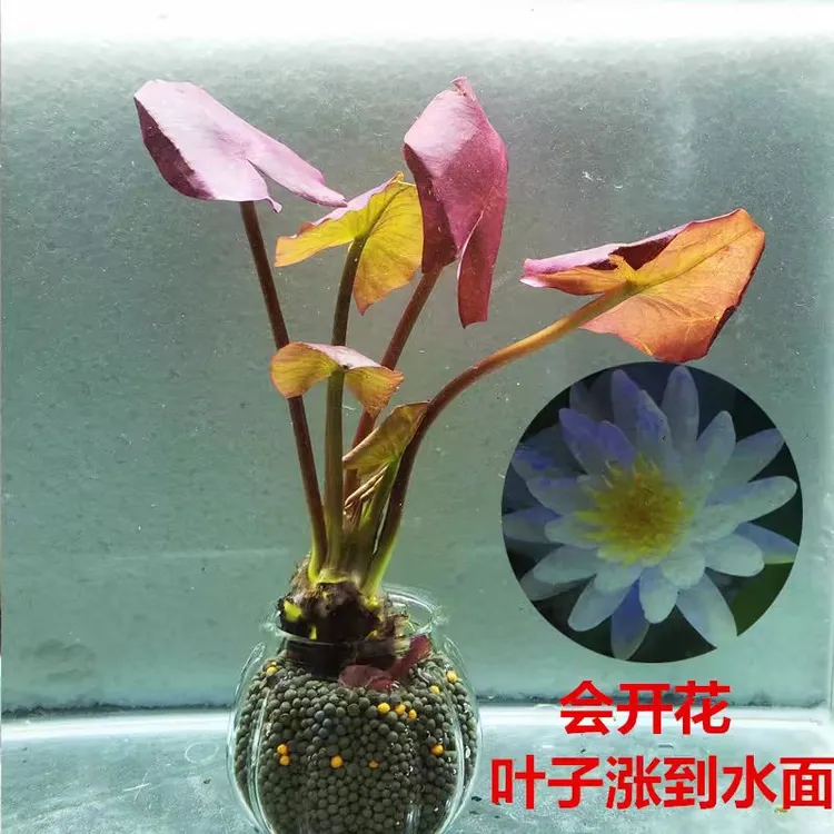 红荷根懒人水草中景后景清理会开花的清理红河根真清理鱼宠物装备