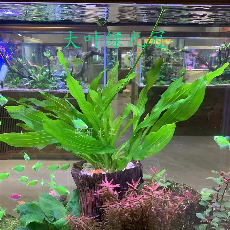 大叶绿九冠迷你绿九冠鱼缸造景绿色水草植物有根类生长鱼缸造景