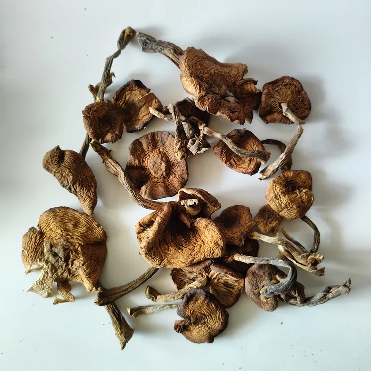 东北特产野生榛蘑片小鸡炖蘑菇自然晾晒剪根干净250克长白山干货