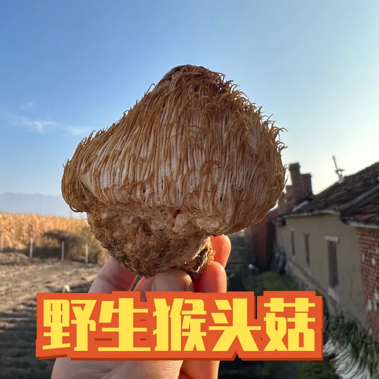 东北土特产野生猴头菇250/500克干货过节送礼养胃晒干可代打粉