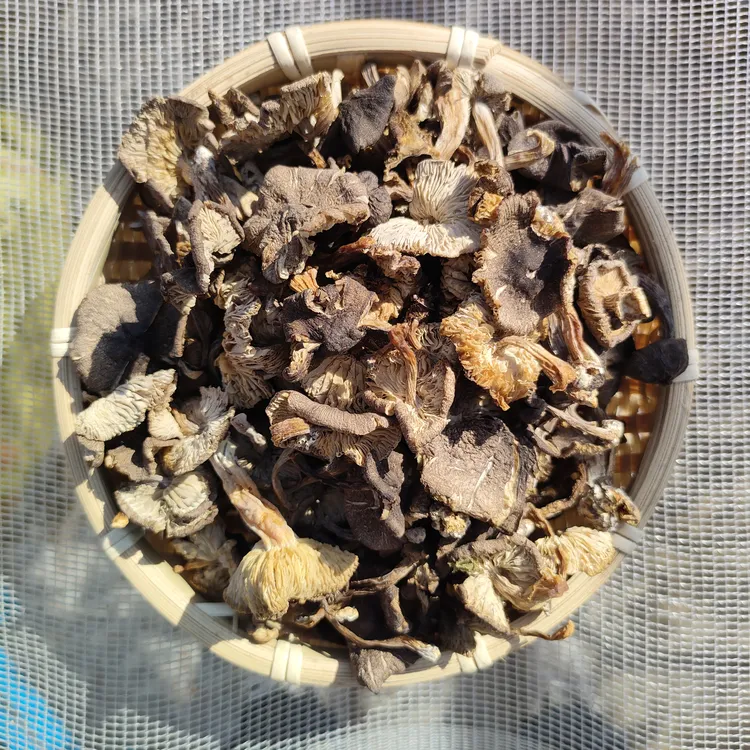 东北特产新货野生小灰蘑灰棕口蘑小鸡炖蘑菇包邮松树蘑菇草蘑煲汤