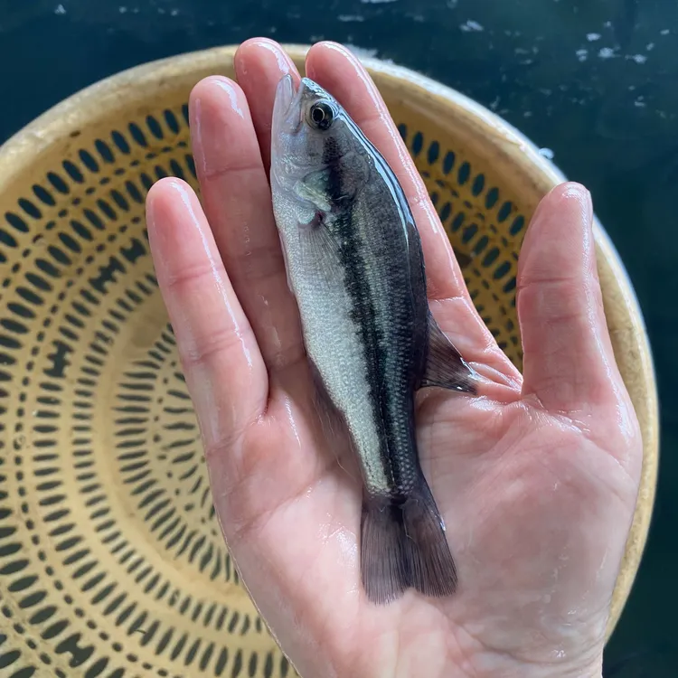 优质鲈 鱼大口黑鲈加州鲈鱼优鲈三号观赏食用宠物养殖