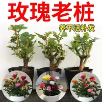 香水浓香型四季开玫瑰盆栽花观花绿植玫瑰花苗庭院室内外花卉阳台