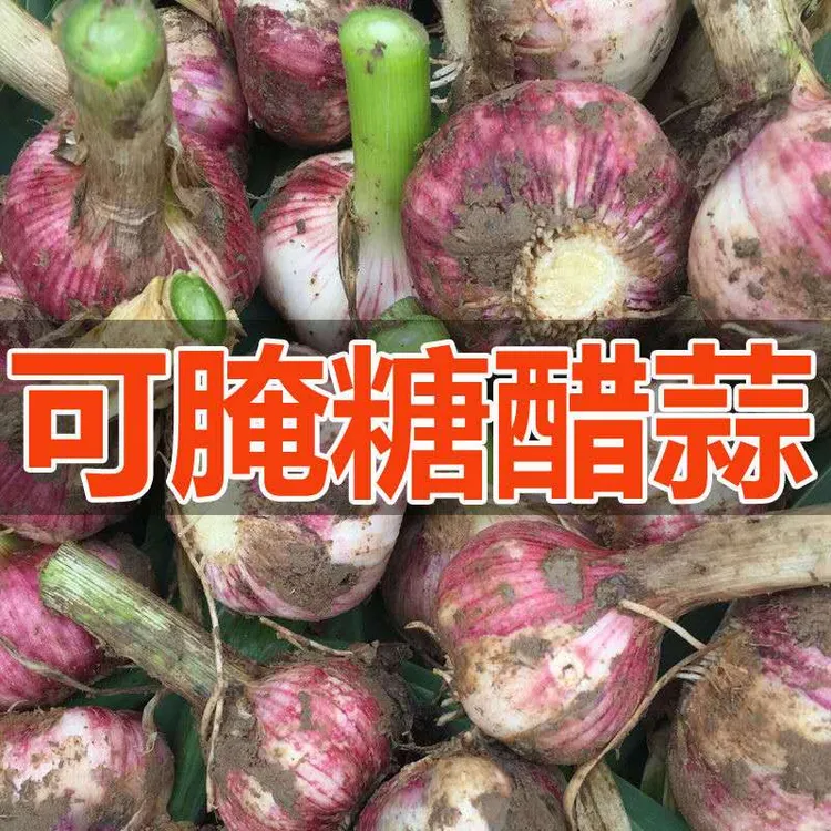 河南大蒜2025年现挖新鲜紫白皮大蒜头3斤5斤9斤湿蒜泡糖醋蒜 嫩蒜