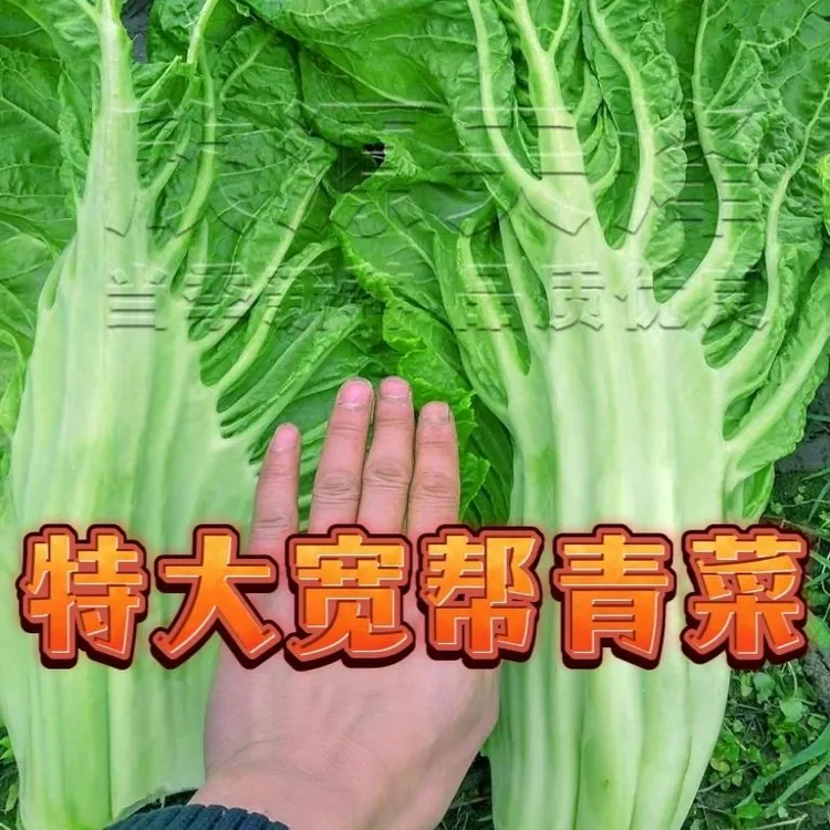 宽帮青菜种子春季秋冬季四川盖菜大叶宽梆芥菜种籽腌泡菜酸菜种孑