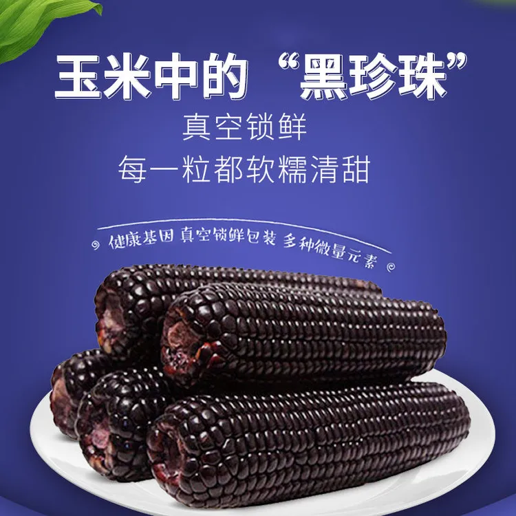 2024头茬 晋20品种 东北黑糯玉米 240g*10根