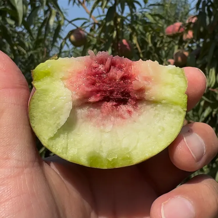 山东沂蒙山脆甜冬桃蜜桃 应季水果现摘先发鲜果