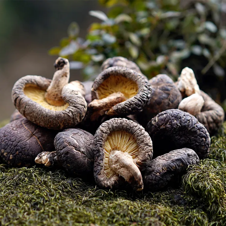 青川土特产椴木香菇食用菌菇肉厚农家冬菇250克-500克香菇