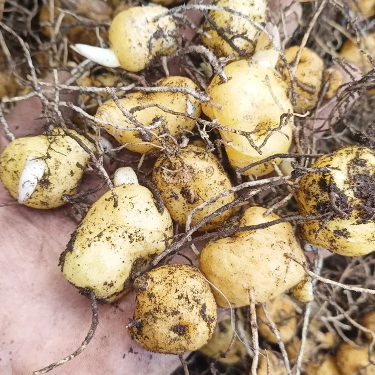 四川鸡头黄精甜黄精种100颗