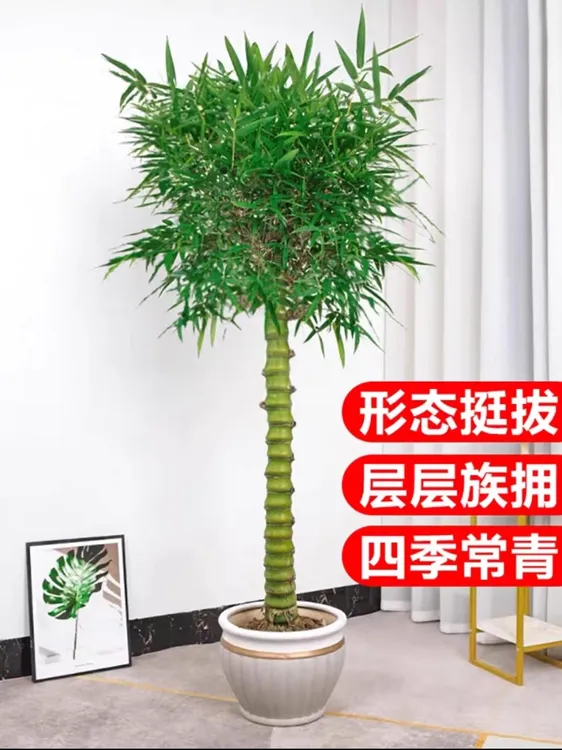 佛肚竹盆栽绿植原土原盆发货绿植观叶净化空气盆景