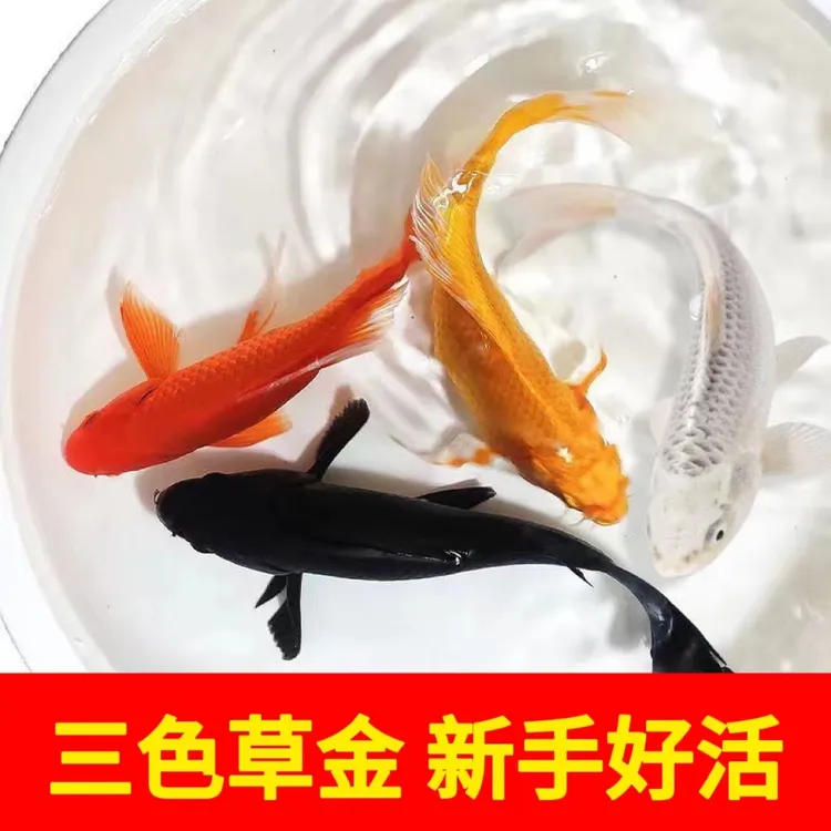 1号黄金龙凤锦鲤观赏鱼 包邮开箱包活入缸不赔凭视频售后