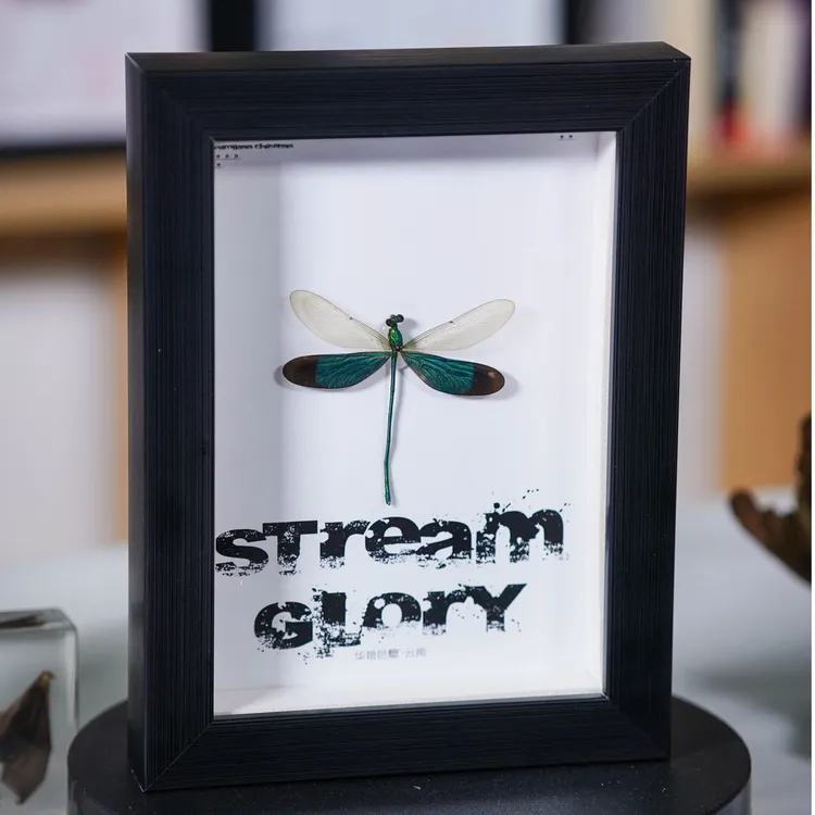 华艳色蟌蜻蜓标本简约真实框保存礼物摆件挂画纯手工实木生日礼物