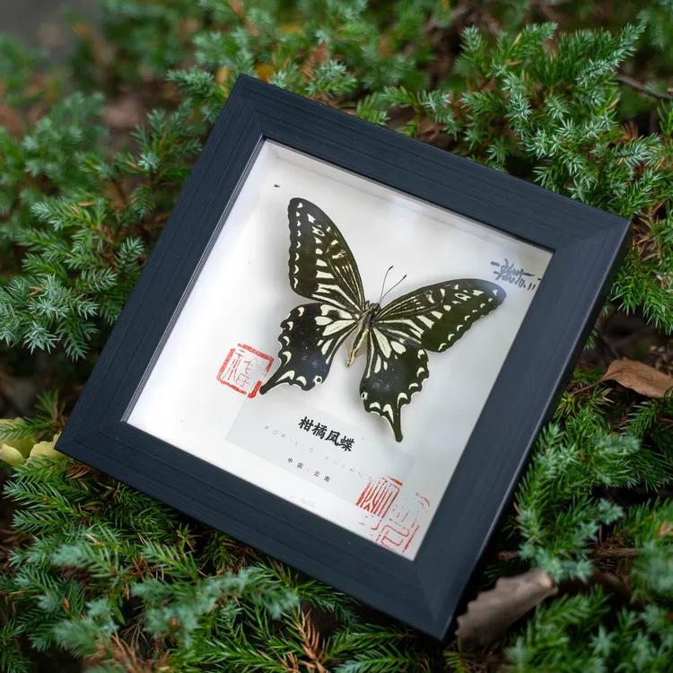 柑橘凤蝶真蝴蝶标本相框摆件纯手工挂画家居装饰画罕见生日礼物