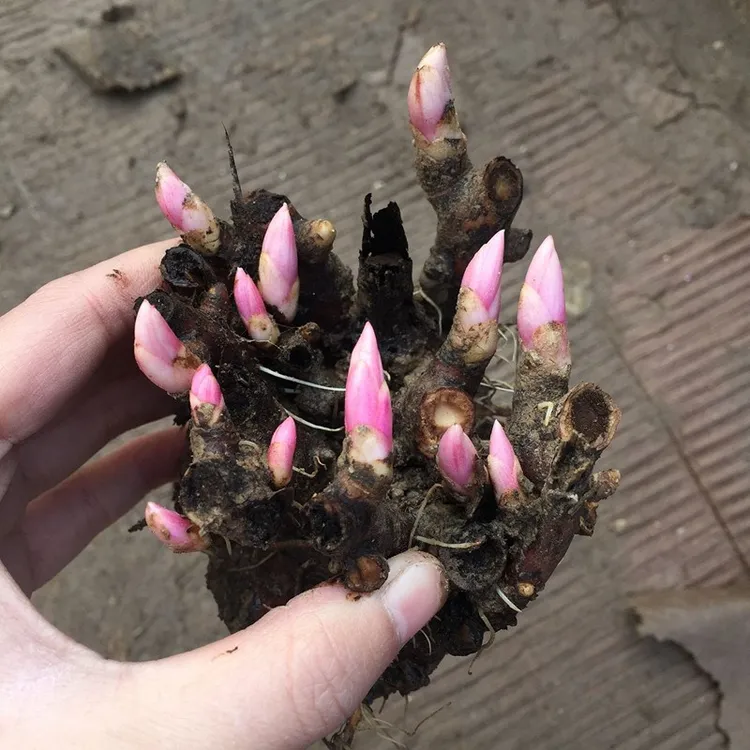 芍药花苗带芽根块重瓣四季花卉庭院种植易活多年生盆栽【带芽发货】