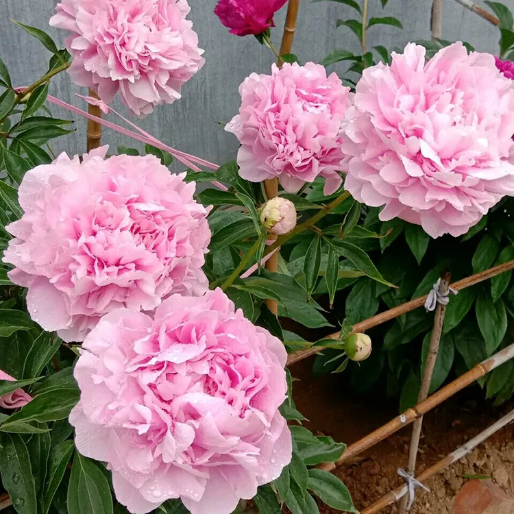 芍药花苗带芽种根重瓣花卉盆栽春季耐寒庭院植物易活室外四季栽植