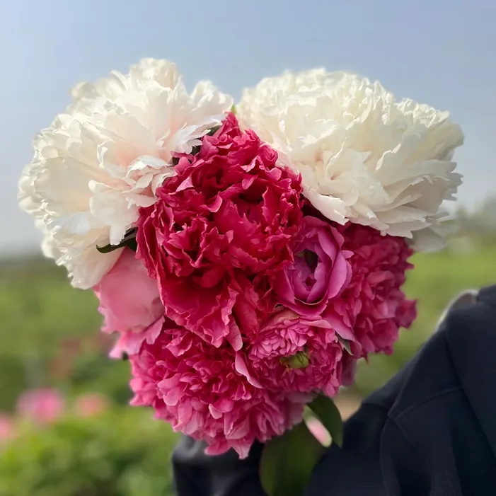 芍药花苗种球根块带芽发货根系庭院耐寒植物根系阳台盆栽花卉植物