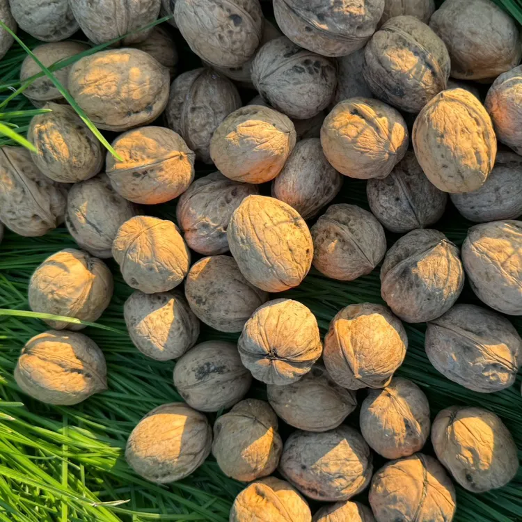 【未清洗核桃】新疆阿克苏185纸皮核桃 (一级果) 皮薄肉满 