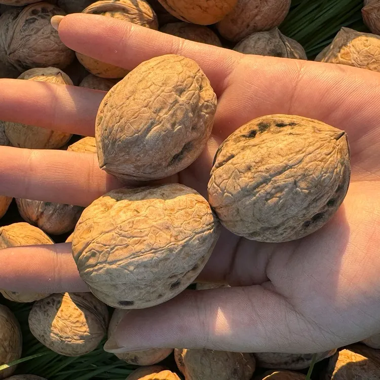 【未清洗】新疆阿克苏新二品种核桃(一级果) 赠送核桃夹