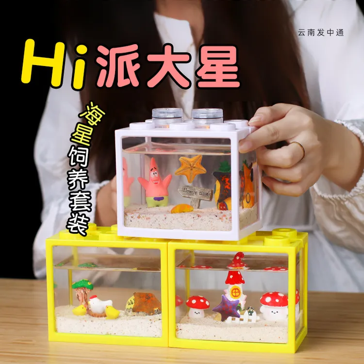 【养宠装备】海星饲养套装套餐海洋海燕桌面鱼缸儿童礼物生日礼物