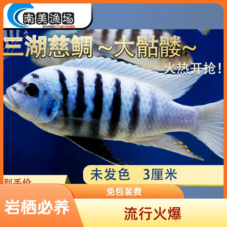 发货慈鲷鱼斑马热带大骷髅中小型淡水马鲷混养鱼缸观赏鱼小鱼活体