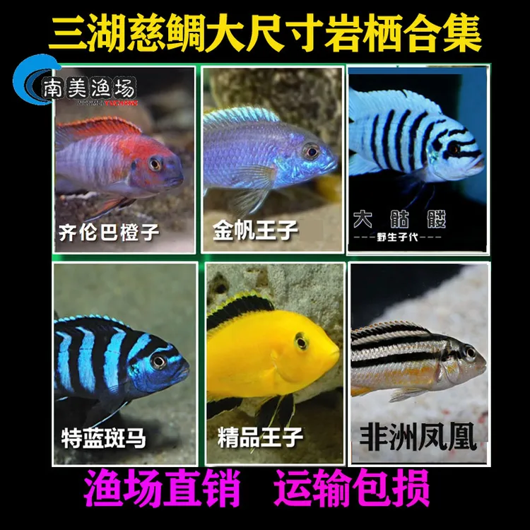 慈鲷鱼大号三湖慈鲷发色鱼马鲷岩栖类非洲王子好养耐活热带鱼精品