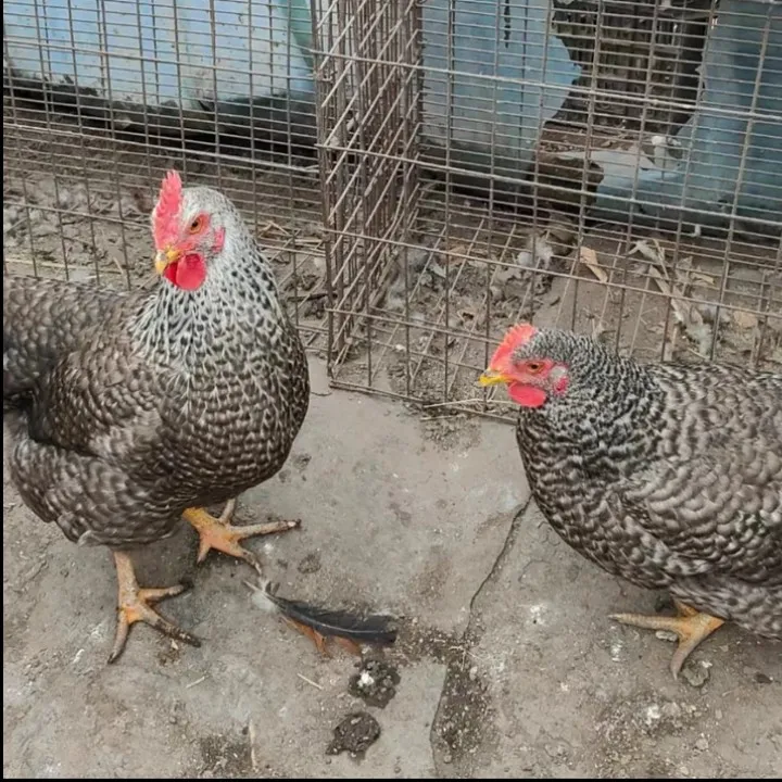 农村散养2年老母鸡，生鲜一旦发出，不做拦截。