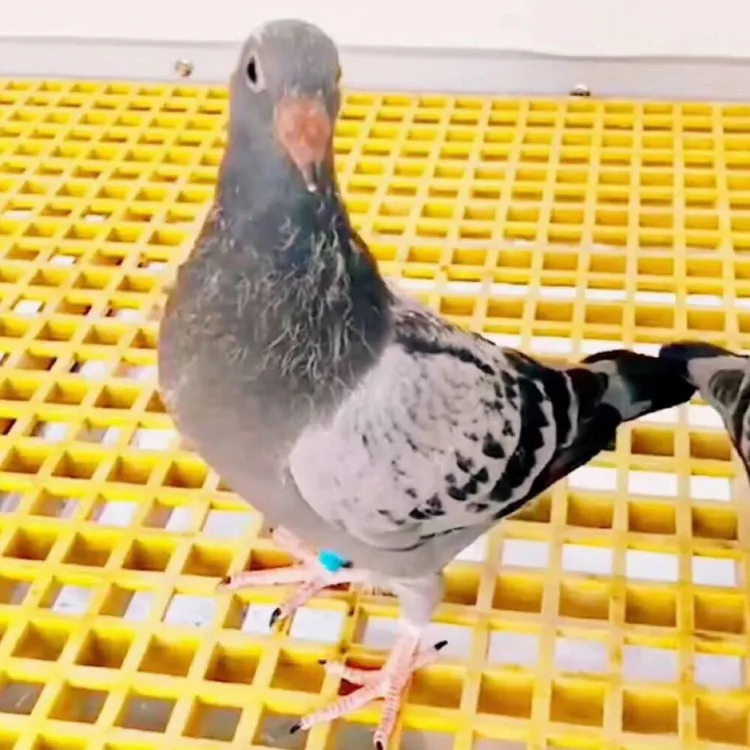 玻璃钢格栅鸽舍地网网格鸽子养殖底网赛鸽棚鸽笼漏粪网片公棚底板