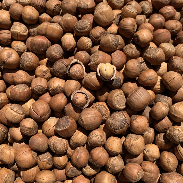 东北野山榛子-熟（下单送工具夹） 3斤5斤10斤解馋办公室零食