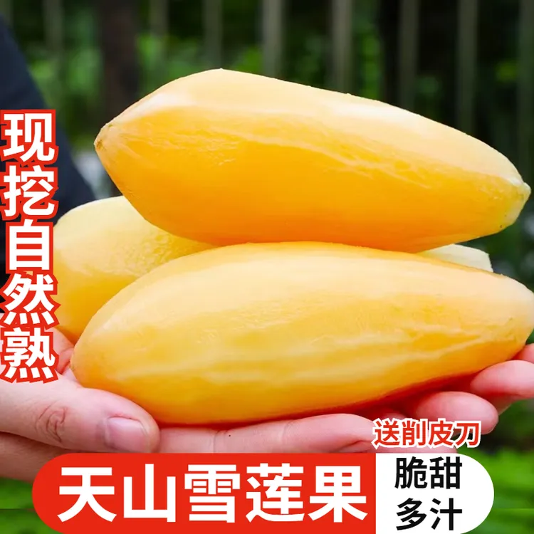 【现挖现发雪莲果】现挖现发应季水果黄心脆甜多汁新鲜1/3/5/9斤